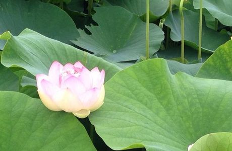 Karako Marsh Park Lotus Pond