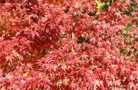 Fukusada no Oicho (Big Maidenhair Tree)