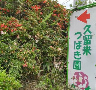 Kurume World Camellia Museum