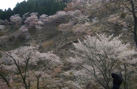 Mt. Yoshino