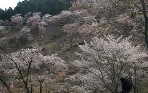 Mt. Yoshino 1