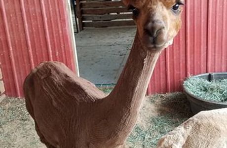 Pleasant Journey Alpacas