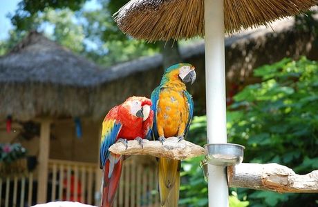 Parrot Mountain & Gardens