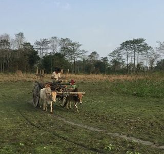 Molai Forest