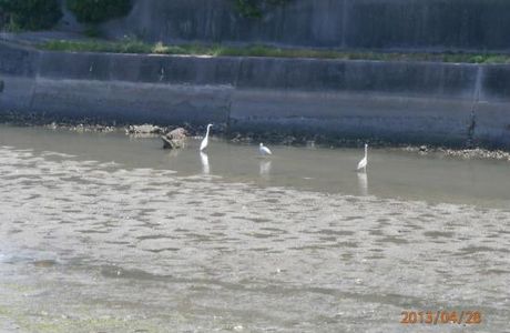 Urashima Bridge