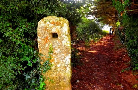 Quenecan Forest