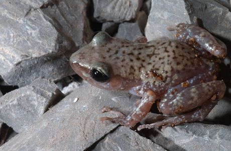 Frog Cliff