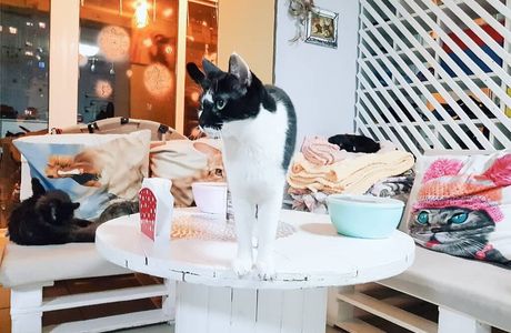 Cat Cafe "Mr.Moore"
