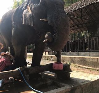 Maerim Elephant Home