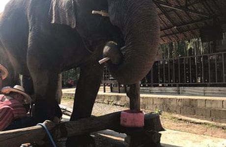 Maerim Elephant Home