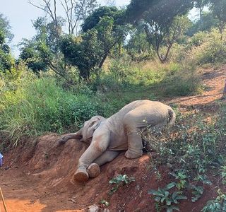 Elephant Green Hill Project