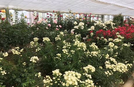 Rose Hill Amagase