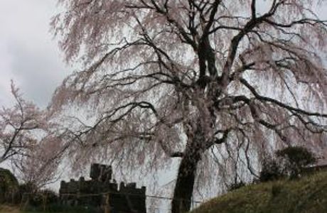 Miyagi no Sato Weeping Cherry Blossoms