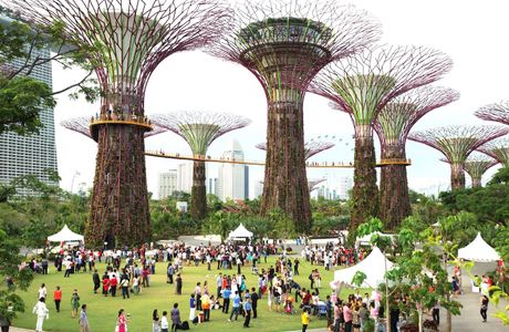 Supertree Grove