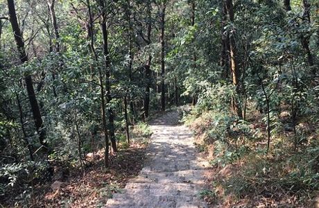 Dafu Mountain Forest Park