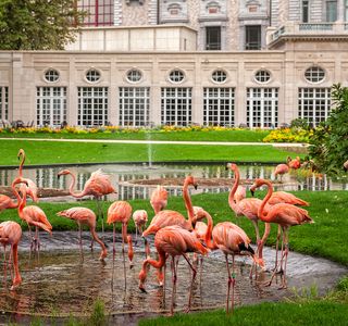 Antwerp Zoo (Dierentuin)