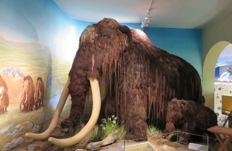 Naturkundemuseum im Ottoneum