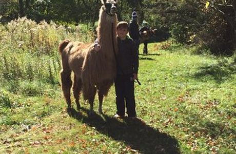 Carlson's Lovable Llamas