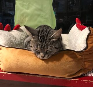 Cat Cafe Neko with fortune telling