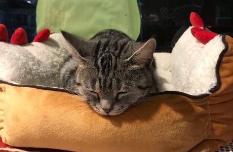 Cat Cafe Neko with fortune telling