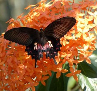 Butterfly Farm Khao Lak