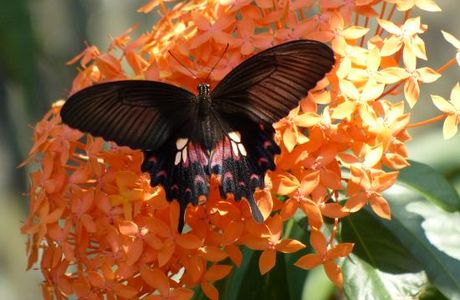Butterfly Farm Khao Lak
