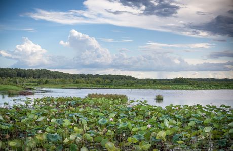 Aibi Lake Region Wetlands