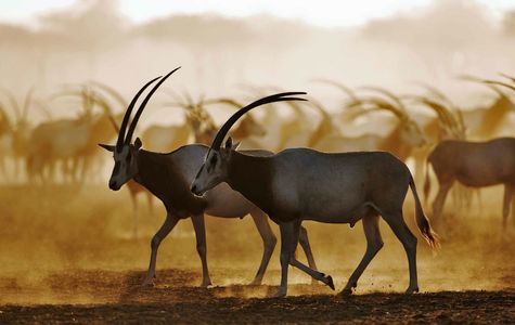 Arabian Wildlife Park 1