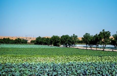 Emirates Bio Farm