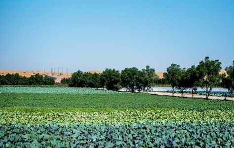 Emirates Bio Farm 1