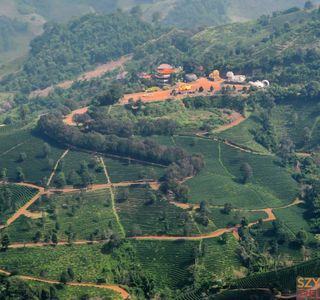 Doi Mae Salong