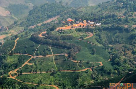 Doi Mae Salong