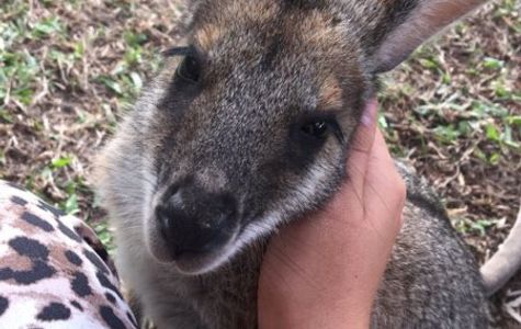 Fraser Coast Wildlife Sanctuary 1