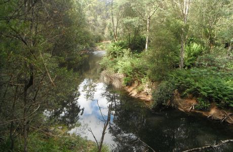 Fern Glade Reserve