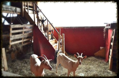 Ferme Vagabonde des Fendaillous