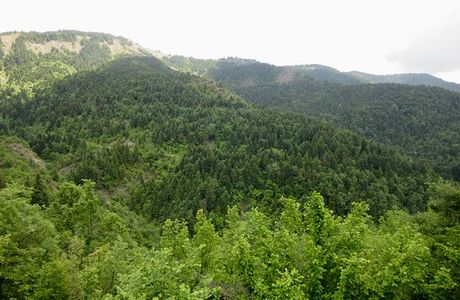 Fir of Hotova National Park