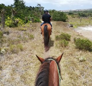 Featherfoot Beach Horse Trails & Riding School