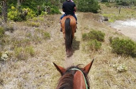 Featherfoot Beach Horse Trails & Riding School