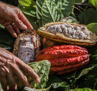 Cerro Cacao