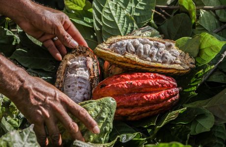 Cerro Cacao