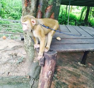 Chiang Mai Monkey Centre