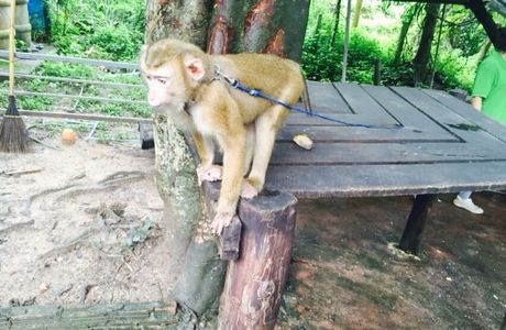 Chiang Mai Monkey Centre