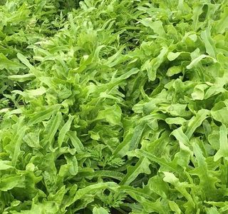 Deep River Farms