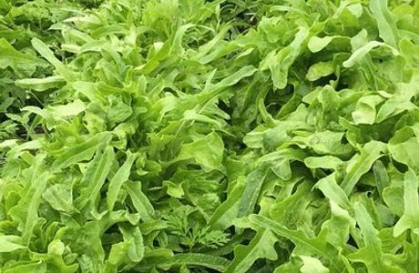 Deep River Farms