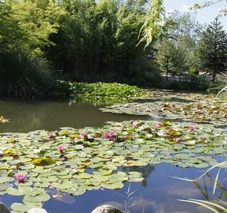 Jardin Aquatique Aux Fleurs de l'Eau