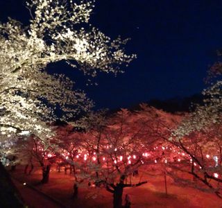 Kaikoen Garden