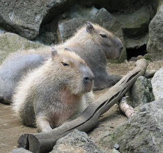 Izu Shaboten Zoo