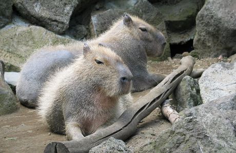 Izu Shaboten Zoo