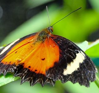 Kipandi Butterfly Farm