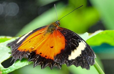 Kipandi Butterfly Farm